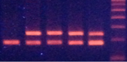 Chế tạo hạt Fe3O4 tách chiết DNA