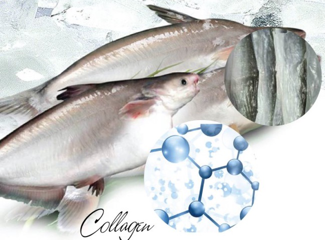 Tách chiết và tinh chế collagen từ da cá tra